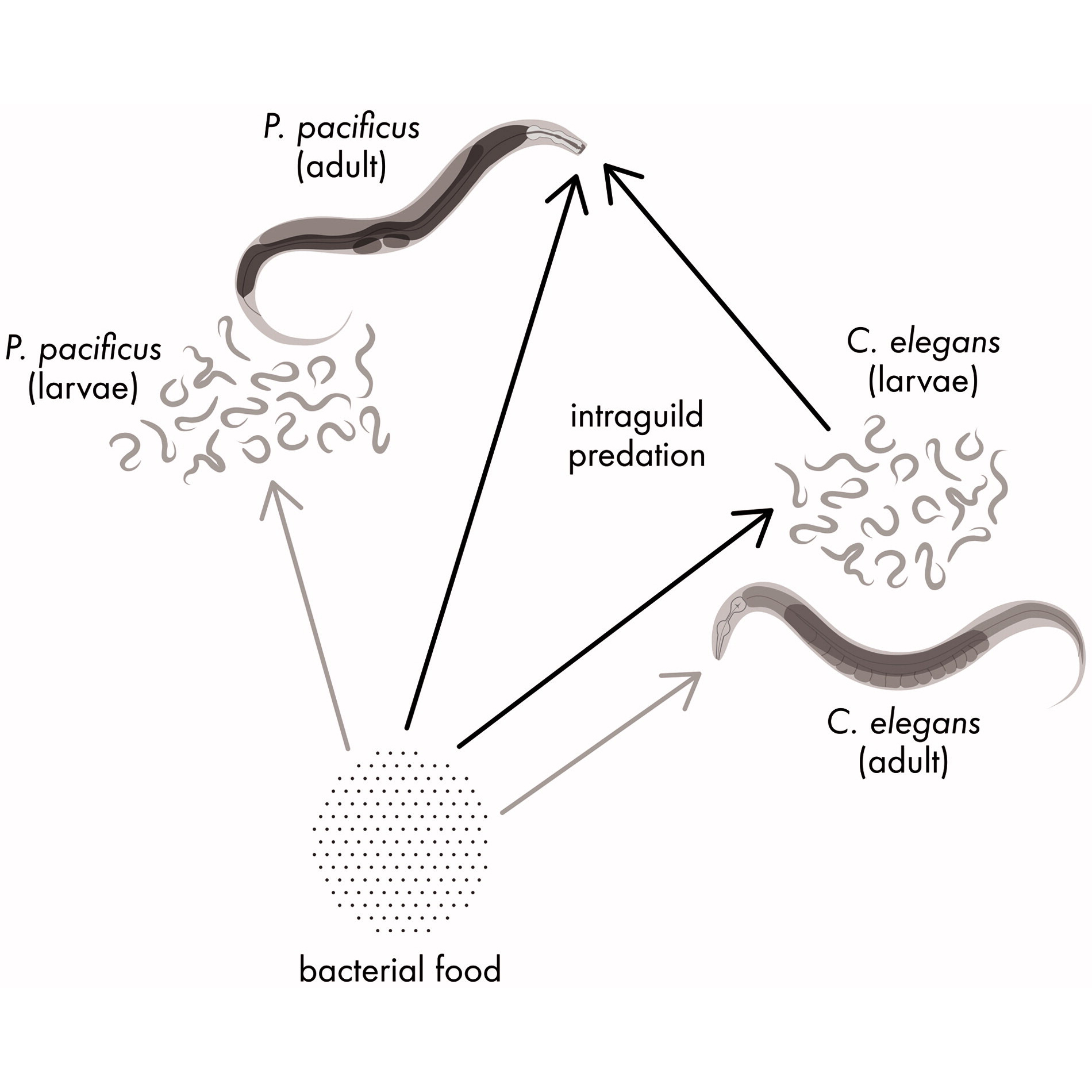 quach2020intraguild.jpg